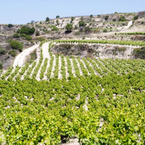 Viñedos, región de Omodos, Chipre