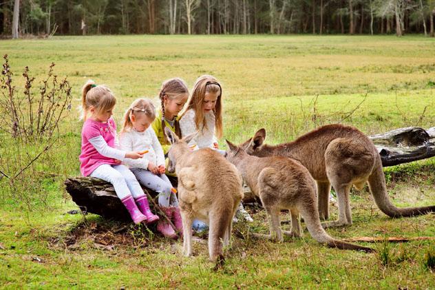 Canguros, Australia © Natalia Kirichenko / Shutterstock