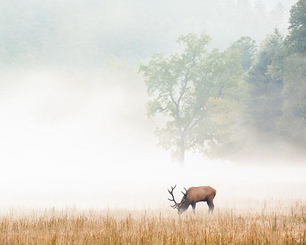 Parque Nacional de las Great Smoky Mountains