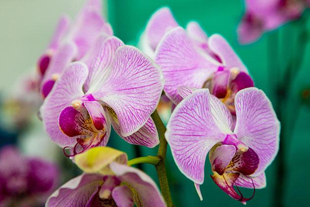 Flora de Panamá: orquídeas