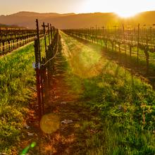 Napa Valley, California, Estados Unidos
