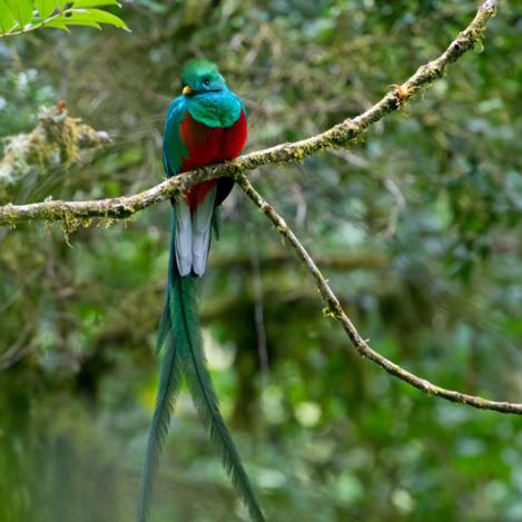 Quetzal en San Gerardo de Dota, Costa Rica