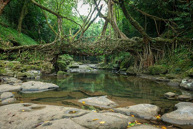 Puentes vivientes de Meghalaya, India: una de las maravillas del mundo