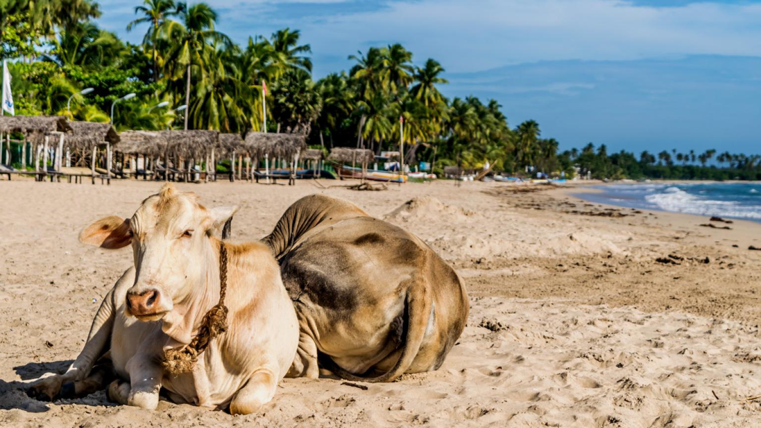 Playa de Uppuveli, Sri Lanka