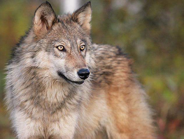Lobo embajador de Minnesota, EE UU