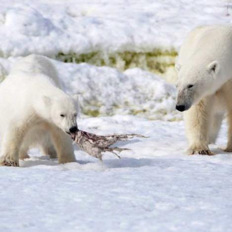 Osos polares en el archipiélago de Svalbard, Noruega