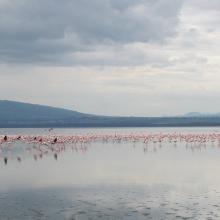 Flamencos en el lago Nakuru, Kenia