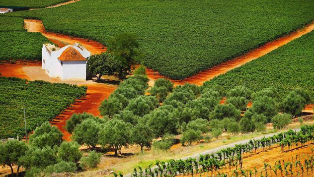 El Alentejo, Portugal, viñedos © Matt Munro / Lonely Planet