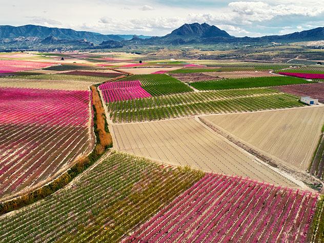 En primavera es el color rosa el que predomina en los campos de Cieza, Murcia, España © Alex Tihonovs / Shutterstock