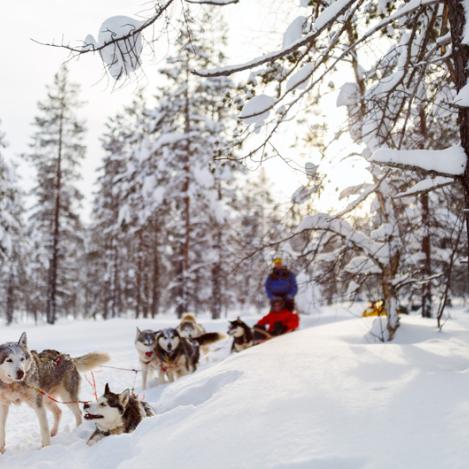 Trineo de perros, Laponia, Finlandia