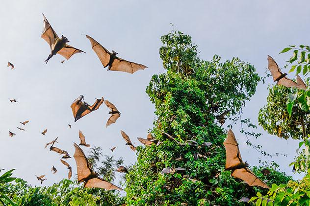 Turismo sostenible. Sostenibilidad. Zorros voladores (murciélagos) sobre el lago Kivu, Ruanda