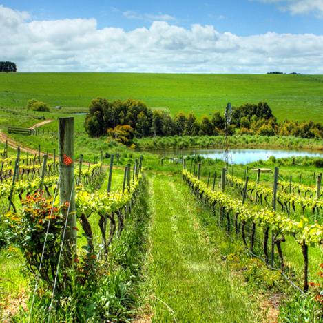 Viñas, McLaren Vale, Australia