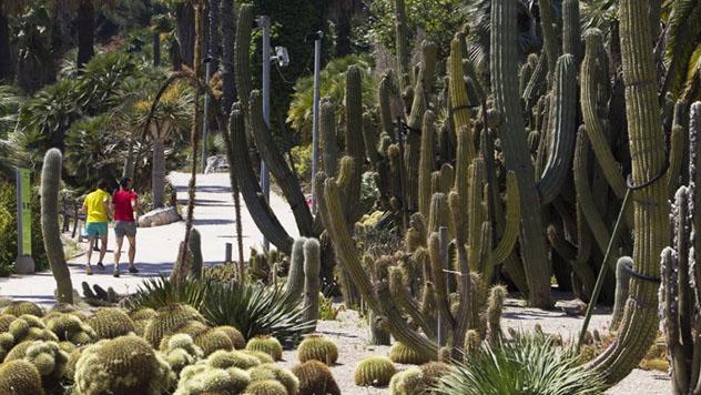 Jardines de Mossèn Costa i Llobera, Montjuïc, Barcelona, Catalunya, España © www.barcelona.cat