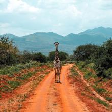 Una girafa paseando por un camino de arena rojiza en el Tsavo National Park, Kenya.