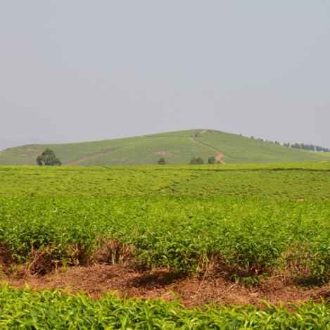 Carretera de circunvalación, Camerún