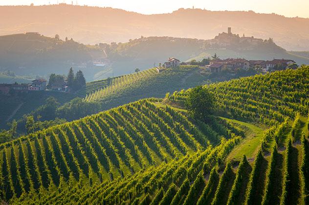 Las suaves colinas de la región de las Langhe están cubiertas de viñedos, Piamonte, Italia © ronnybas frimages / Shutterstock