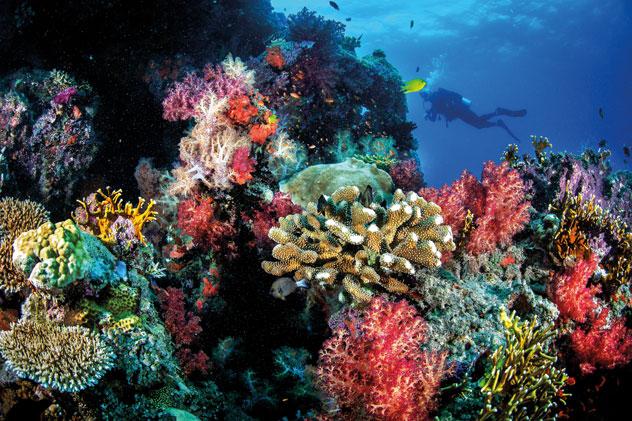 Caleidoscopio de colores en un arrecife de Fiyi. J.S. Lamy/Shutterstock ©