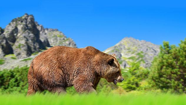 El oso pardo euroasiático vive de maravilla en el escarpado paisaje del Alto Tatra, Eslovaquia © vencavolrab / Getty Images