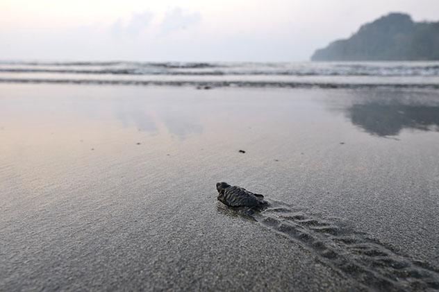 Kalipur beach, isla Andamán del Norte, islas Andamán, India