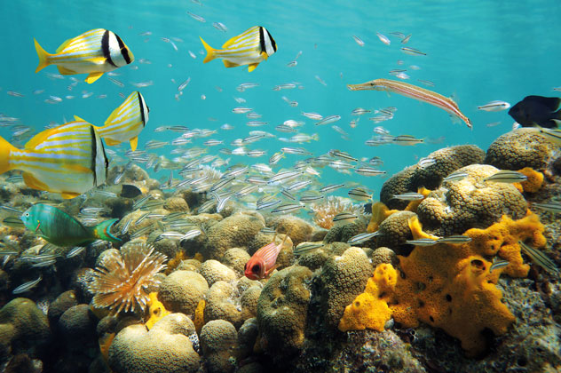 El Parque Nacional Marino del Golfo de Chiriquí alberga un mundo submarino multicolor. 