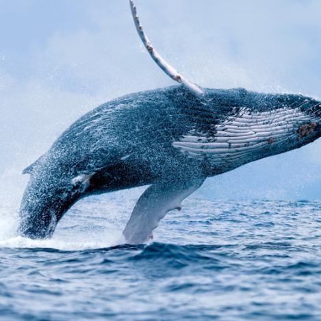 Ballena jorobada, Puerto López, isla de la Plata, Ecuador