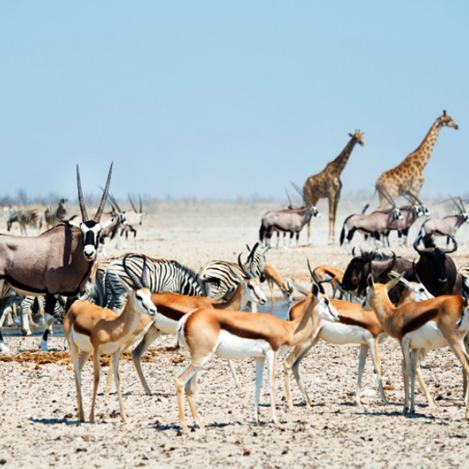 Parque Nacional de Etosha, Namibia