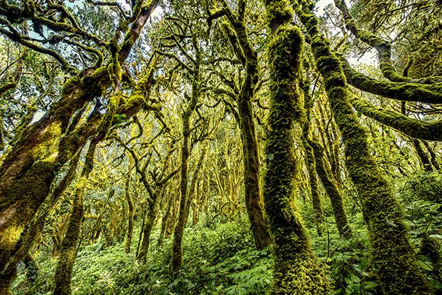 Parque Nacional de Garajonay, La Gomera, Canarias, España © RossHelen / Shuttersetock