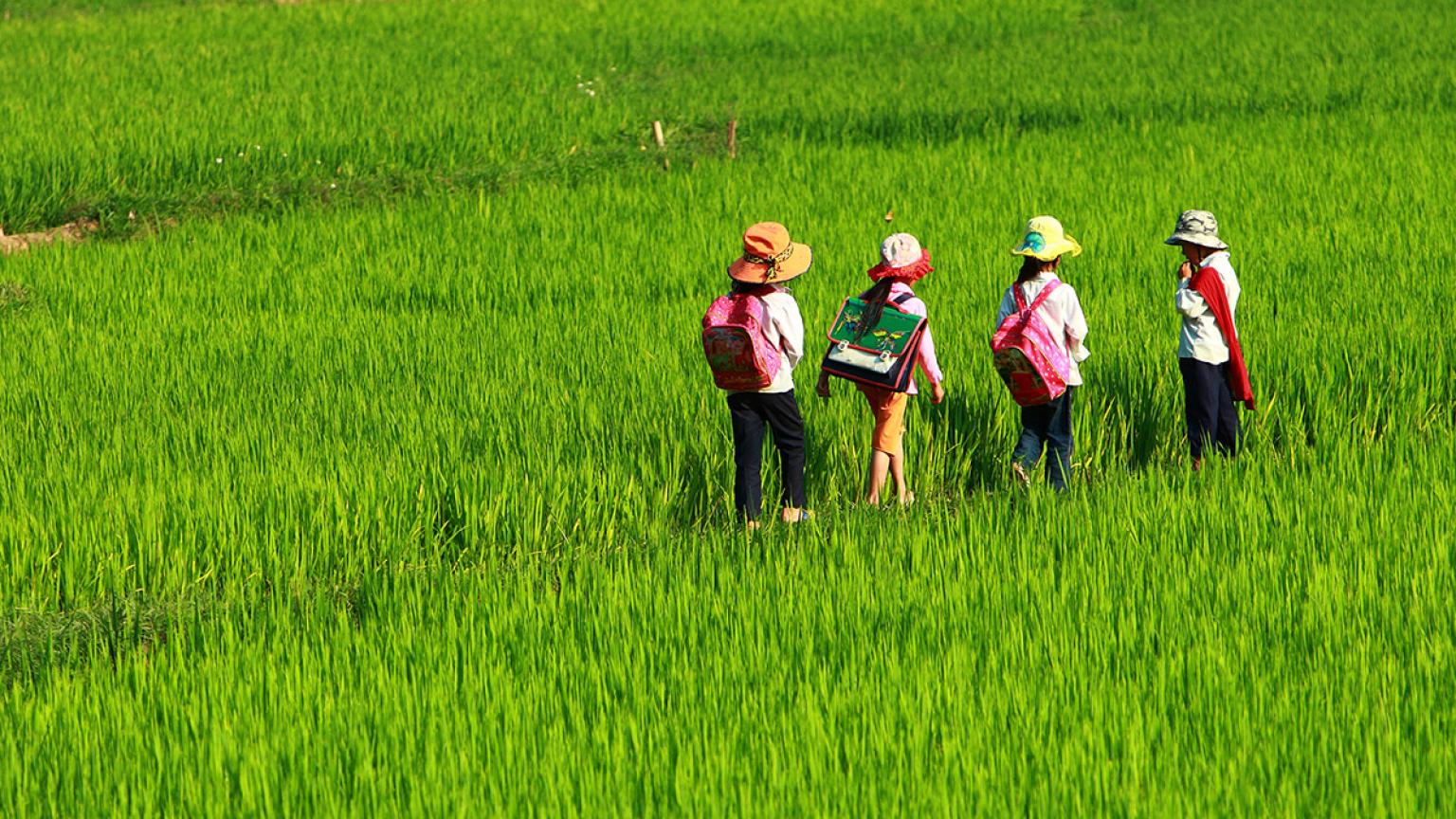 Niños cruzando arrozales en Vietnam