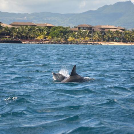Delfines, Mauricio