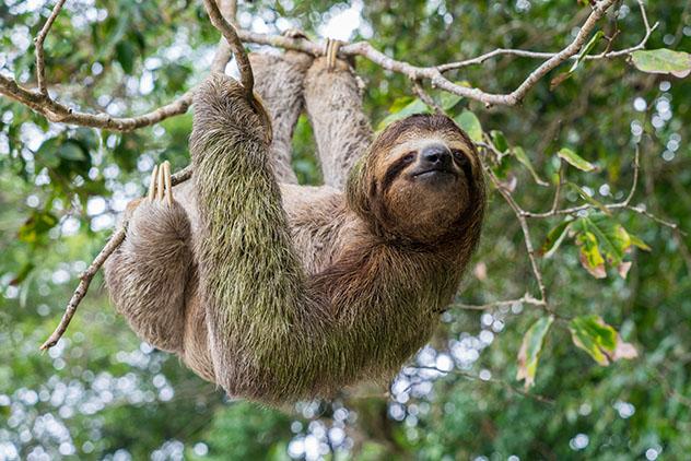 Perezoso en Costa Rica. Viaje sostenible Lonely Planet