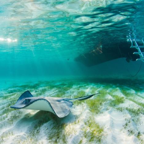 Stingray City, Islas Caimán
