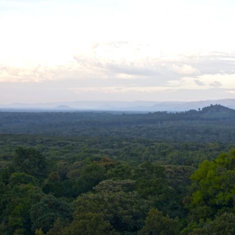 Bosque de Kakamega, Kenia