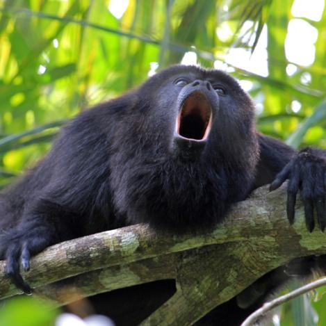 'Babuino' (mono aullador), Community Baboon Sanctuary, Belice