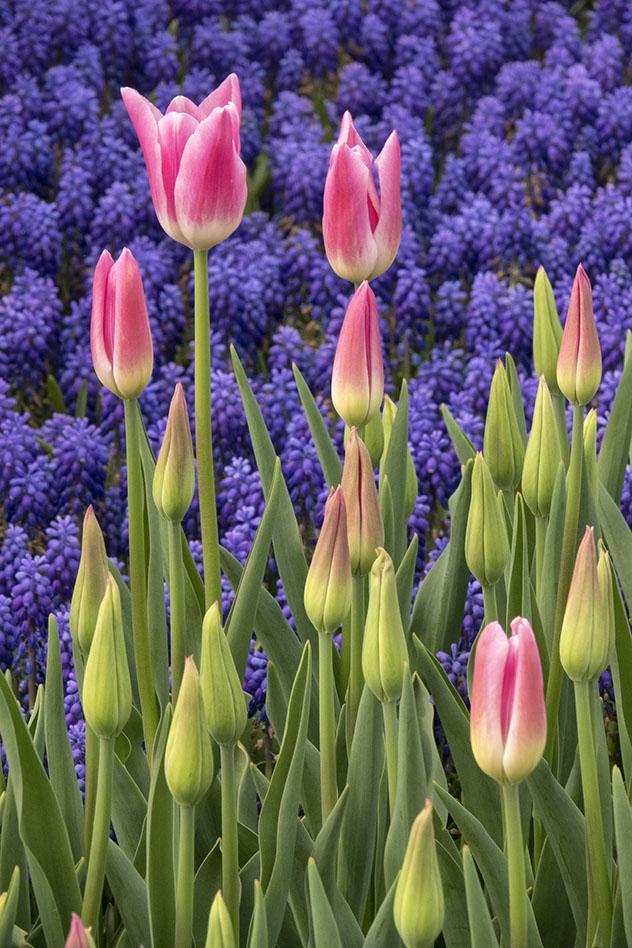 Tulipanes para celebrar la iesta de la Flores en Estambul, Turquía