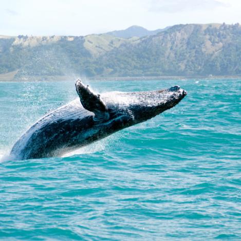 Ballena en la costa de Kaikoura, Nueva Zelanda