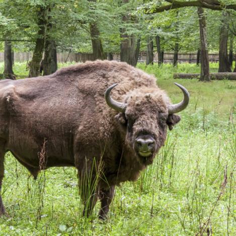 Bisonte, Parque Nacional de Białowieża, Polonia