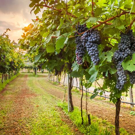 Vendimia, Chianti, Toscana, Italia.