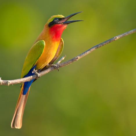 Parque Nacional Mole, Ghana