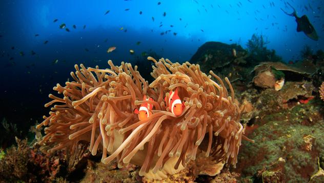 En los arrecifes de coral de Raja Ampat viven criaturas grandes y pequeñas, Indonesia © SergeUWPhoto / Shutterstock