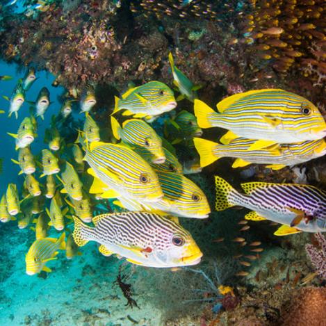 Submarinismo en Papúa Nueva Guinea