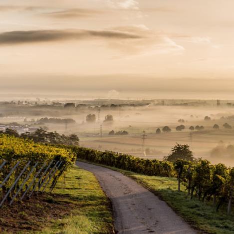 Route des Vins d’Alsace
