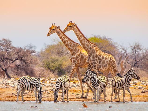 Satisfacer el lado salvaje del gallo en Namibia © Zhukova Valentyna / Shutterstock