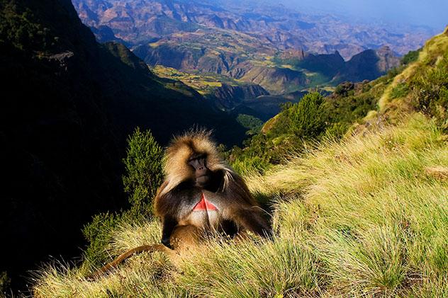 Turismo sostenible: comunidad. Un gelada en las montañas Simen