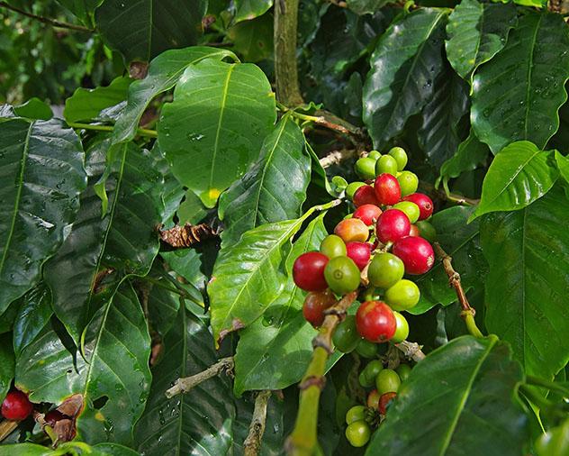 Flora de Panamá: café