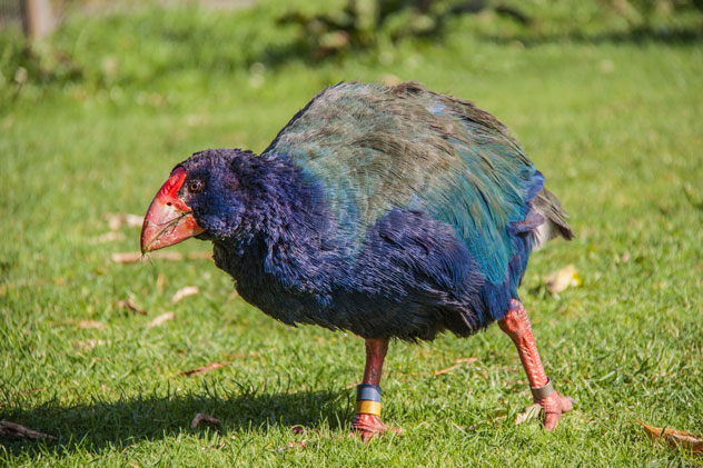 Un takahē paseando. © Naska Raspopina/Shutterstock