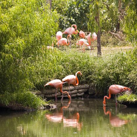 Un zoo impresionante con animales increíbles, Nueva Orleans, costa este de EEUU