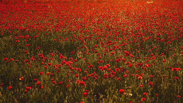 Campos de amapolas del condado de Treviño en primavera, Burgos, España © jessicahyde / Shutterstock
