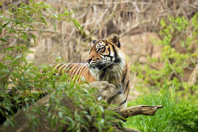 Aventuras en Indonesia: observación de fauna, tigre de Suamatra