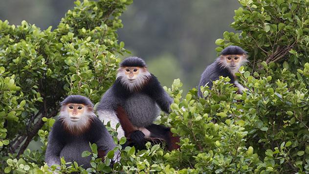 Monos en Da Nang, Vietnam © bee-eater / Shutterstock