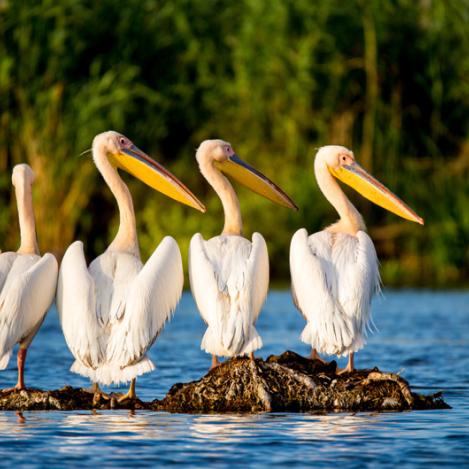 Fauna del delta del Danubio, Rumanía